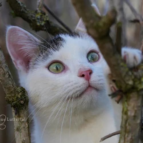 Puschi - Kätzin mit Handicap - Patenkatze, female European Shorthair for adoption at ...