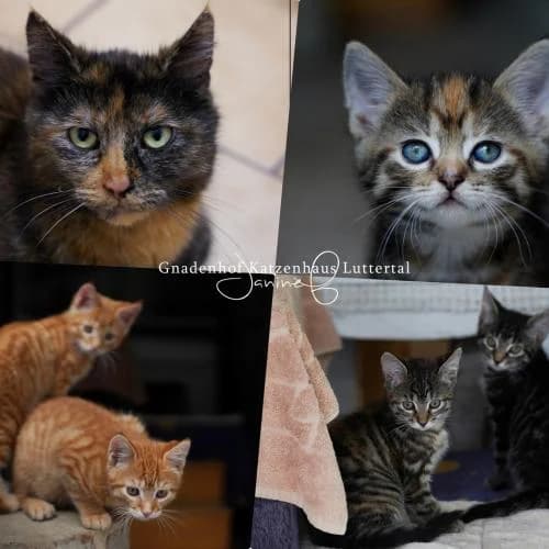 ROSI + 5 Kitten, female European Shorthair for adoption at ...
