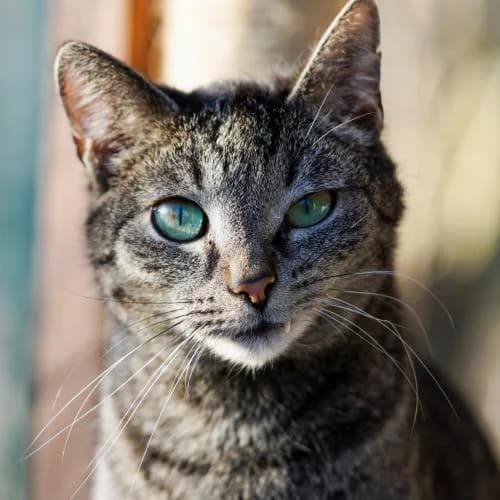 Sonja (gehört zu Sophie) - Patenkatze, female European Shorthair for adoption at ...