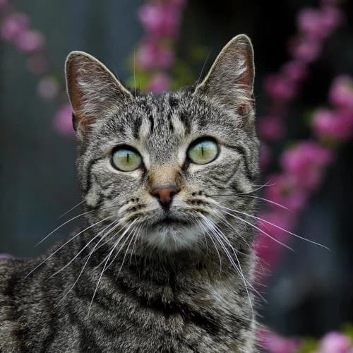 Sophie (gehört zu Sonja) - Patenkatze, female European Shorthair for adoption at ...