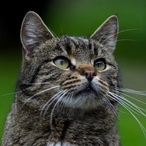 Tom (gehört zu Jerry) - Patenkatze, male European Shorthair for adoption at ...