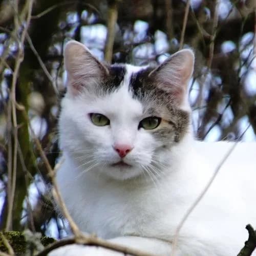 Trudi, female European Shorthair for adoption at ...