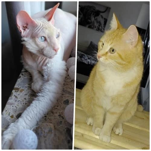 VON PRIVAT - Rüdiger und Oskar, male mixed breed for adoption at ...
