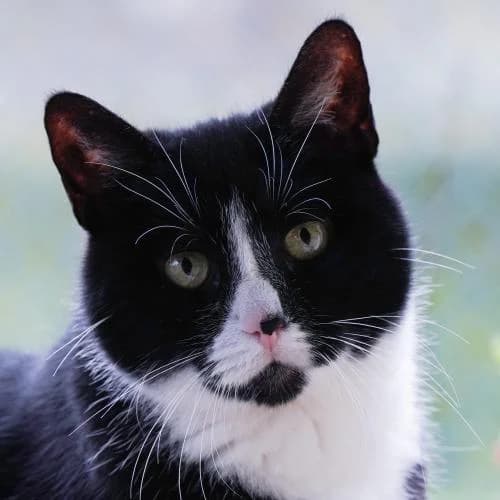 Wicky - Patenkatze, female European Shorthair for adoption at ...