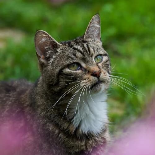 Yoki - Patenkatze, male European Shorthair for adoption at ...
