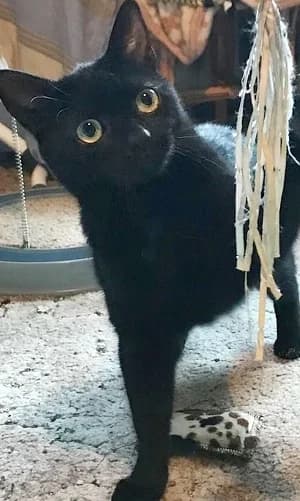 Blacky, schwarz Mixed Breed for adoption at Katzenhilfe Aachen, Aachen