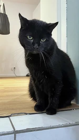 Felix, getigert senior Mixed Breed for adoption at Katzenhilfe Aachen, Aachen