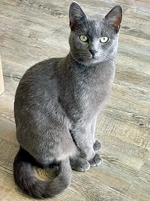 Henry, male young Mixed Breed for adoption at Katzenhilfe Aachen, Aachen
