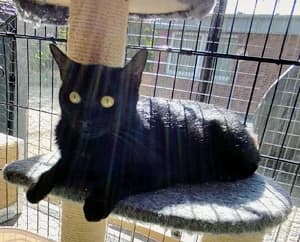 Holly, schwarz young Mixed Breed for adoption at Katzenhilfe Aachen, Aachen