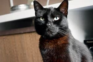 Joey, male senior Mixed Breed for adoption at Katzenhilfe Aachen, Aachen