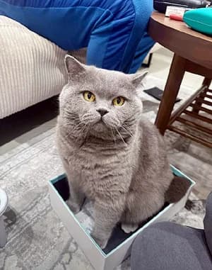Kater, grau female 5yo Mixed Breed for adoption at Katzenhilfe Aachen, Aachen