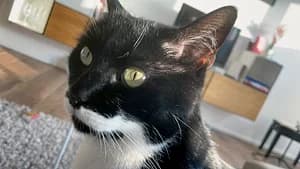 Kater Karlo, schwarz male senior Mixed Breed for adoption at Katzenhilfe Aachen, Aachen