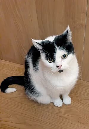 Kiddy, female 5yo Mixed Breed for adoption at Katzenhilfe Aachen, Aachen