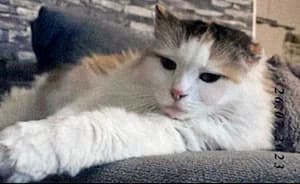 Lina, female senior Mixed Breed for adoption at Katzenhilfe Aachen, Aachen