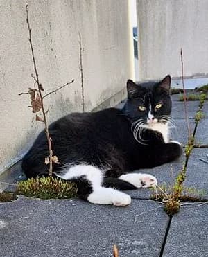 Streiffie, Mixed Breed for adoption at Katzenhilfe Aachen, Aachen