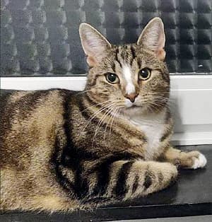 Mellow, male 7yo Mixed Breed for adoption at Katzenhilfe Aachen, Aachen
