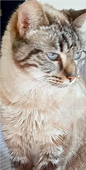 Millie, 7yo Mixed Breed for adoption at Katzenhilfe Aachen, Aachen