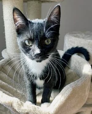 Nathalie, schwarz female puppy Mixed Breed for adoption at Katzenhilfe Aachen, Aachen