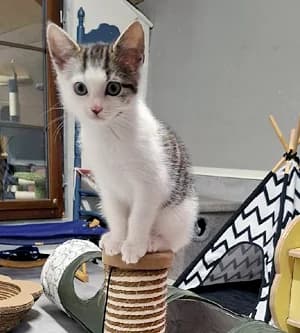 Penny, Mixed Breed for adoption at Katzenhilfe Aachen, Aachen