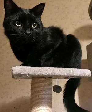 Mogly, schwarz Mixed Breed for adoption at Katzenhilfe Aachen, Aachen