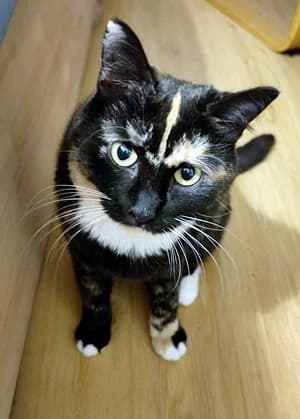 Rieke, female young Mixed Breed for adoption at Katzenhilfe Aachen, Aachen