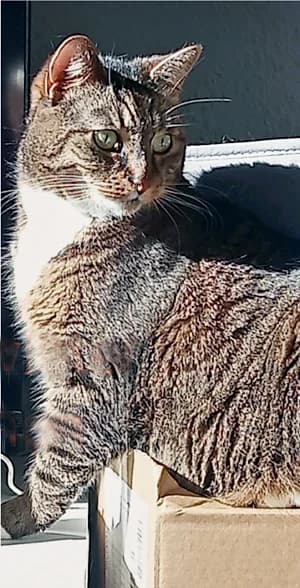 Robby, 7yo Mixed Breed for adoption at Katzenhilfe Aachen, Aachen