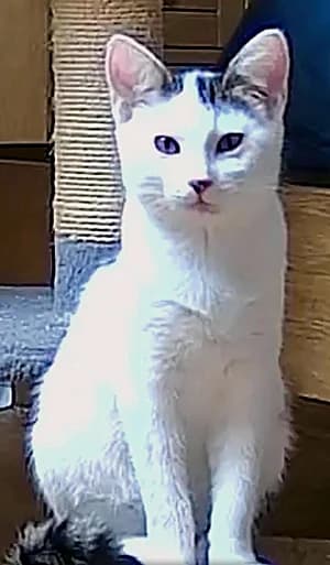 Shelly, young Mixed Breed for adoption at Katzenhilfe Aachen, Aachen