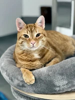 Simba, male 7yo Mixed Breed for adoption at Katzenhilfe Aachen, Aachen