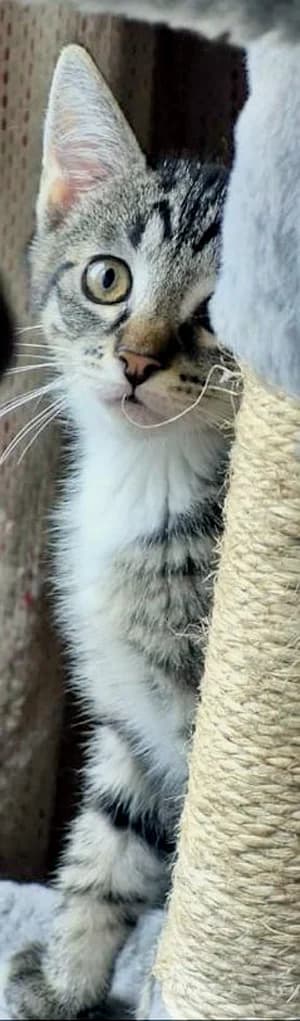 Socke, getigert Mixed Breed for adoption at Katzenhilfe Aachen, Aachen