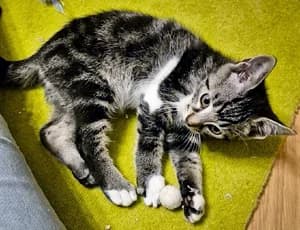 Streiffie, getigert Mixed Breed for adoption at Katzenhilfe Aachen, Aachen