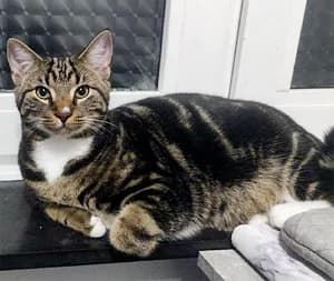 Tigger, male 6yo Mixed Breed for adoption at Katzenhilfe Aachen, Aachen