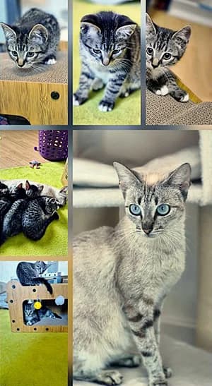 Tinkerbell, Mixed Breed for adoption at Katzenhilfe Aachen, Aachen