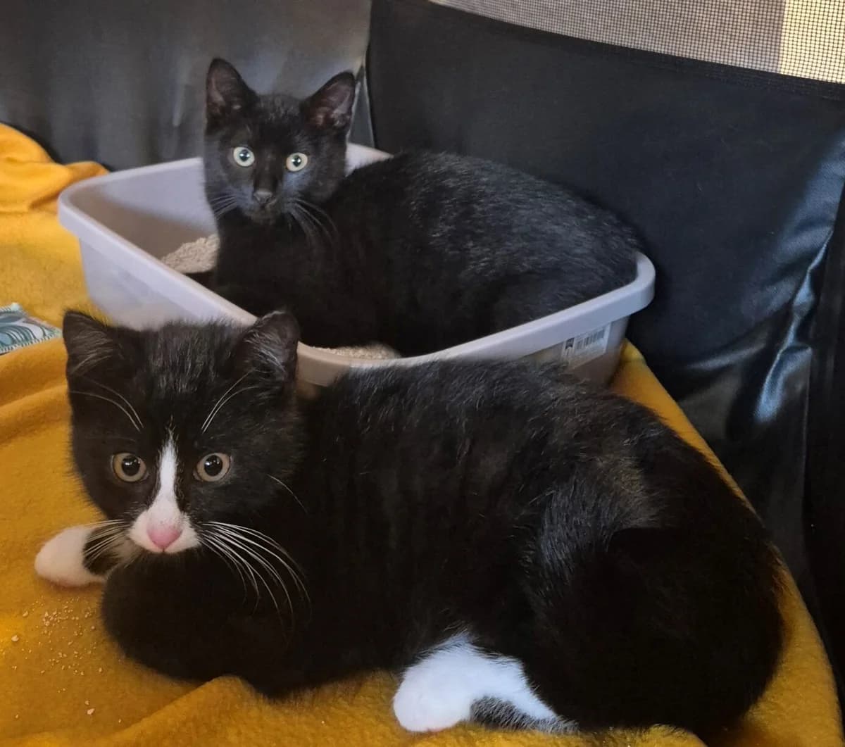 Anton und Apollo, male puppy Mixed Breed for adoption at Katzenhilfe Bremen e.V., Bremen