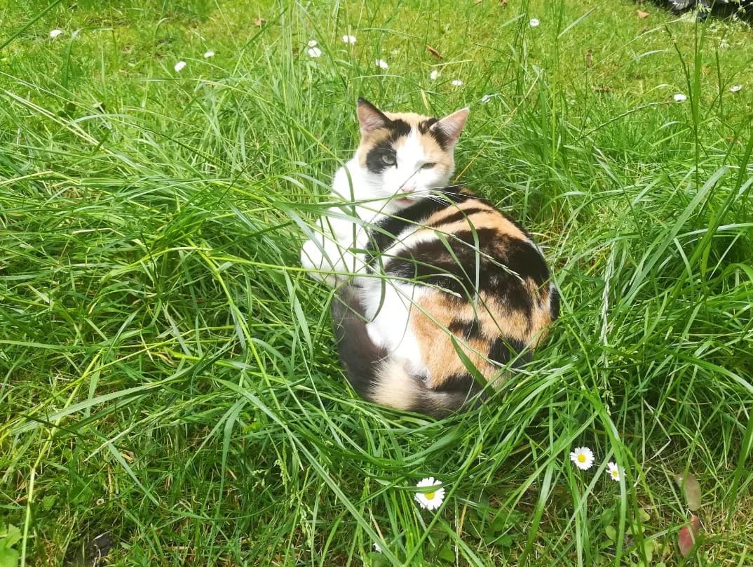 Missy, female Mixed Breed for adoption at Katzenhilfe Bremen e.V., Bremen