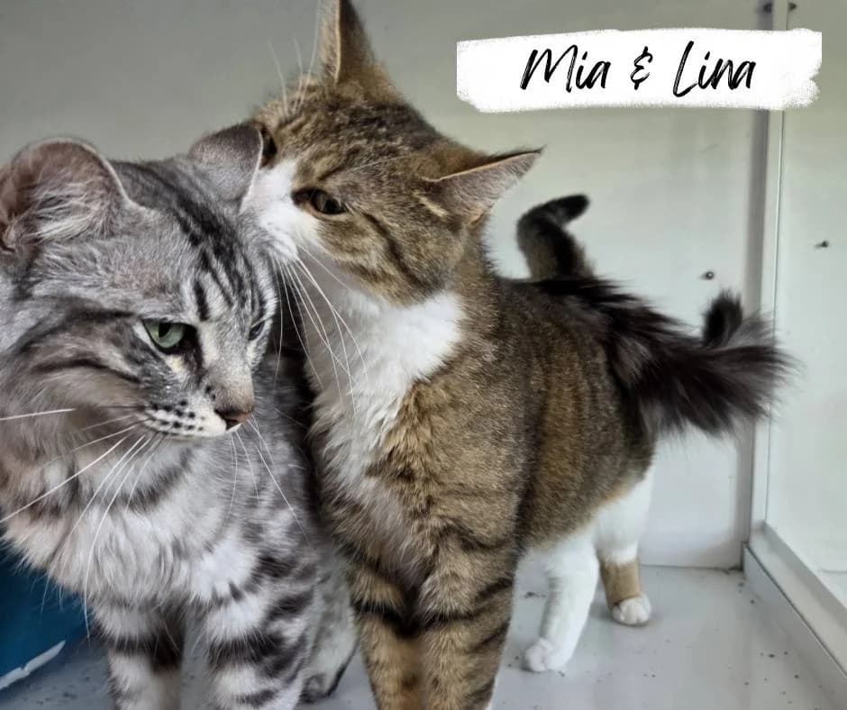 Mia & Lina, female 5yo Mixed Breed Cat for adoption at Katzenhilfe Ehingen und Umgebung e.V., Ehingen