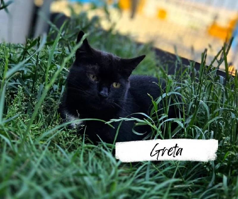 Greta, female young Mixed Breed Cat for adoption at Katzenhilfe Ehingen und Umgebung e.V., Ehingen