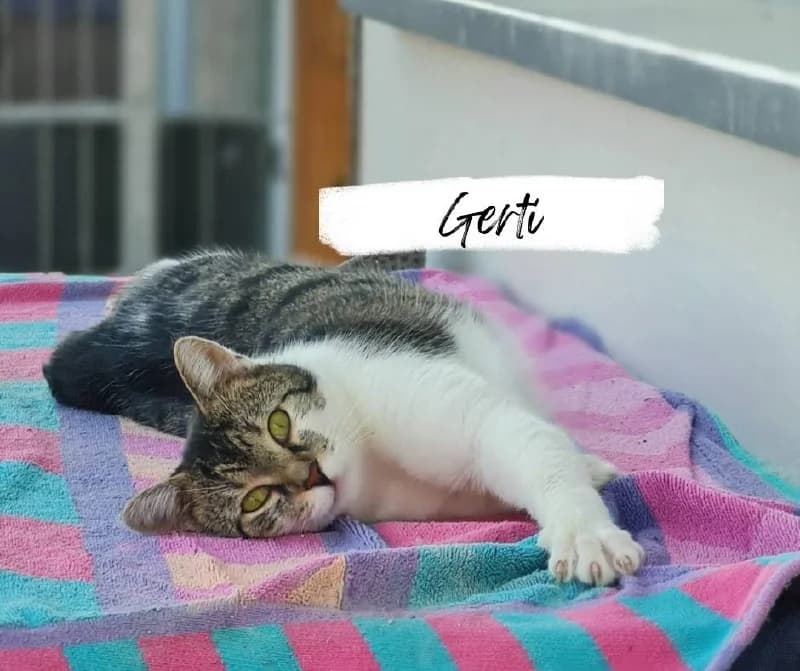 Gerti, female young Mixed Breed Cat for adoption at Katzenhilfe Ehingen und Umgebung e.V., Ehingen