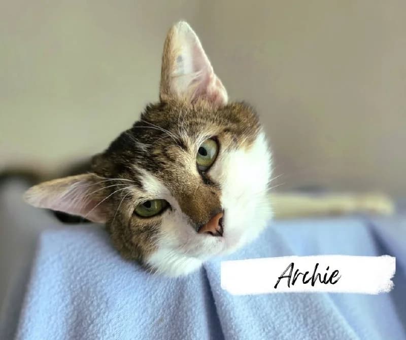 Archie, male 5yo Mixed Breed Cat for adoption at Katzenhilfe Ehingen und Umgebung e.V., Ehingen