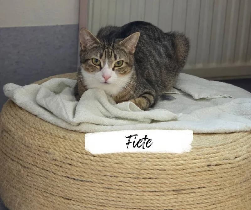 Fiete, male young Mixed Breed Cat for adoption at Katzenhilfe Ehingen und Umgebung e.V., Ehingen