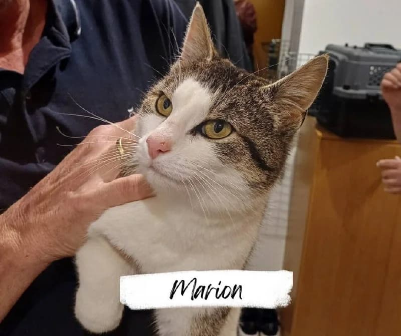 Marion, female 3yo Mixed Breed Cat for adoption at Katzenhilfe Ehingen und Umgebung e.V., Ehingen