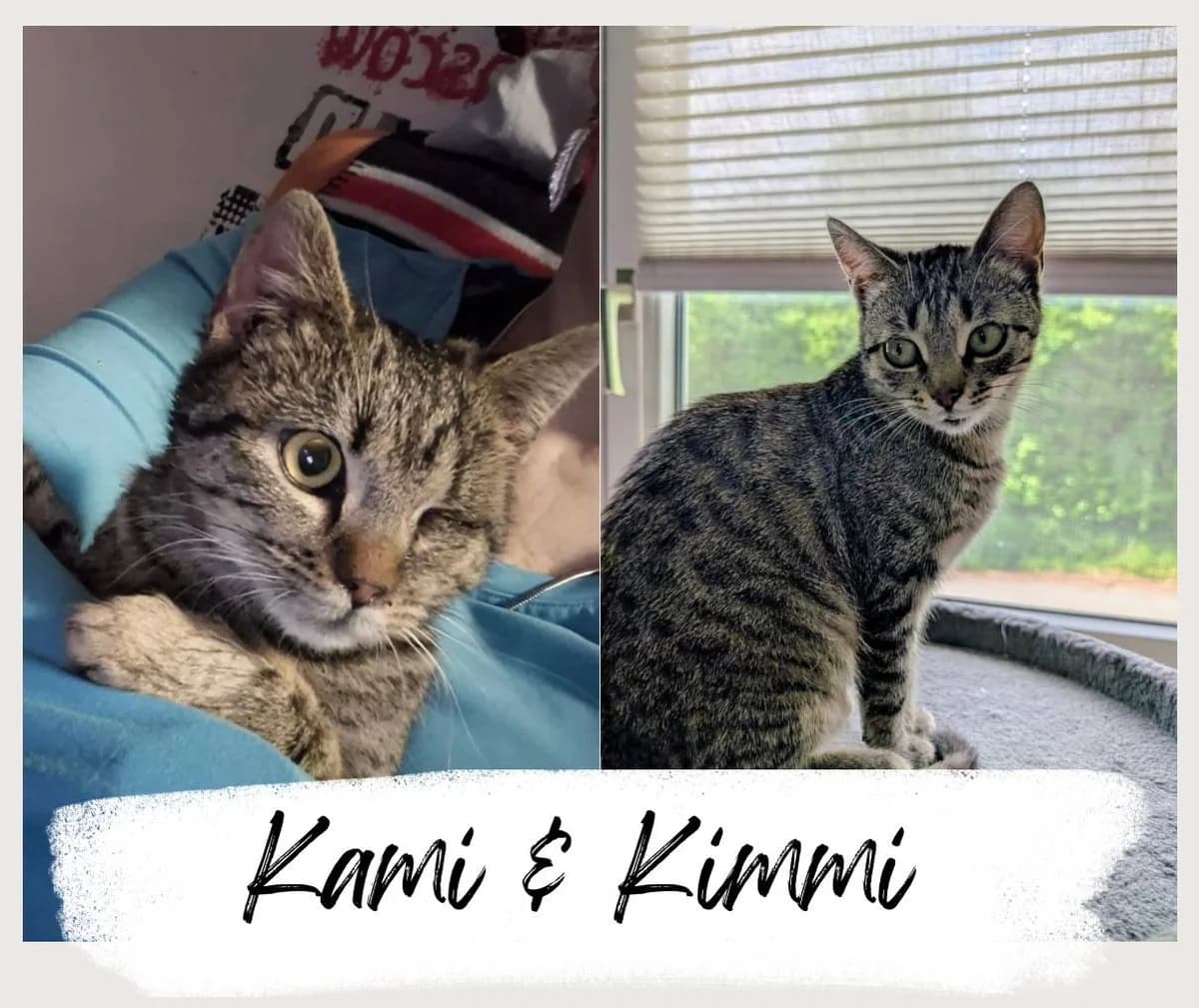 Kimmi & Kami, female Mixed Breed Cat for adoption at Katzenhilfe Ehingen und Umgebung e.V., Ehingen