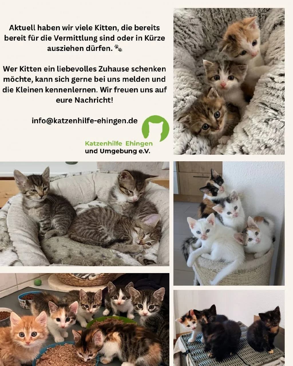 Unsere Kitten suchen ein Zuhause, Mixed Breed Cat for adoption at Katzenhilfe Ehingen und Umgebung e.V., Ehingen