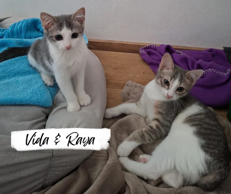 Vida & Raya, female puppy Mixed Breed Cat for adoption at Katzenhilfe Ehingen und Umgebung e.V., Ehingen