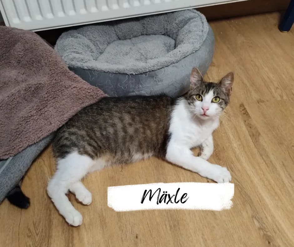 Nayeli & MΓ€xle, female 3yo Mixed Breed Cat for adoption at Katzenhilfe Ehingen und Umgebung e.V., Ehingen