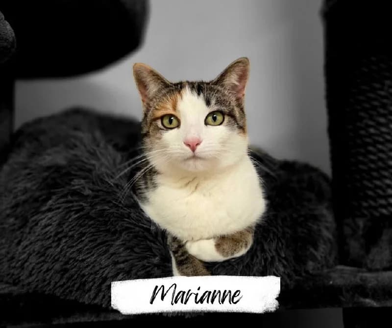 Marianne, female young Mixed Breed Cat for adoption at Katzenhilfe Ehingen und Umgebung e.V., Ehingen