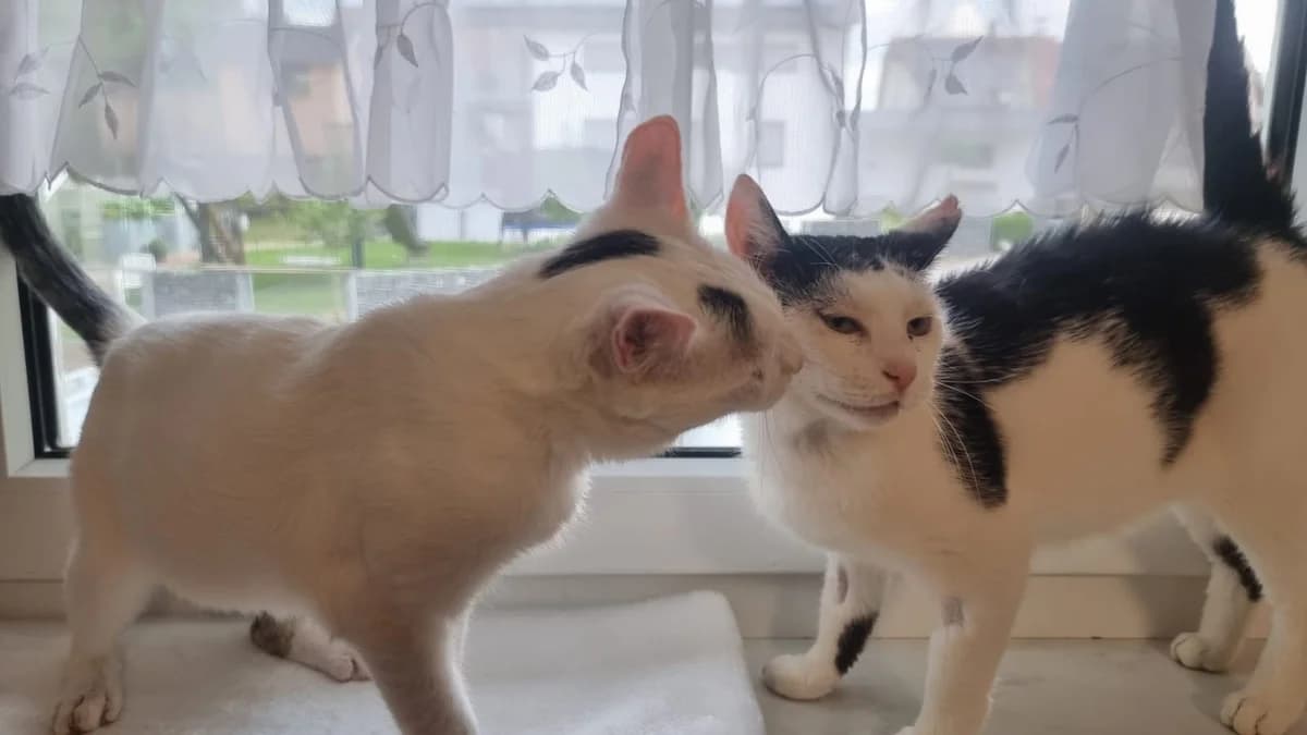 Carlo & Johnny, male senior Mixed Breed Cat for adoption at Katzenhilfe Ehingen und Umgebung e.V., Ehingen