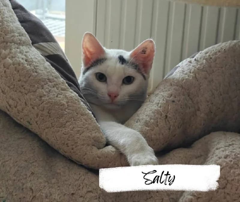 Salty, female young Mixed Breed Cat for adoption at Katzenhilfe Ehingen und Umgebung e.V., Ehingen