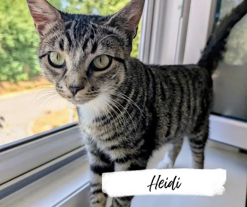 Heidi, female Mixed Breed Cat for adoption at Katzenhilfe Ehingen und Umgebung e.V., Ehingen