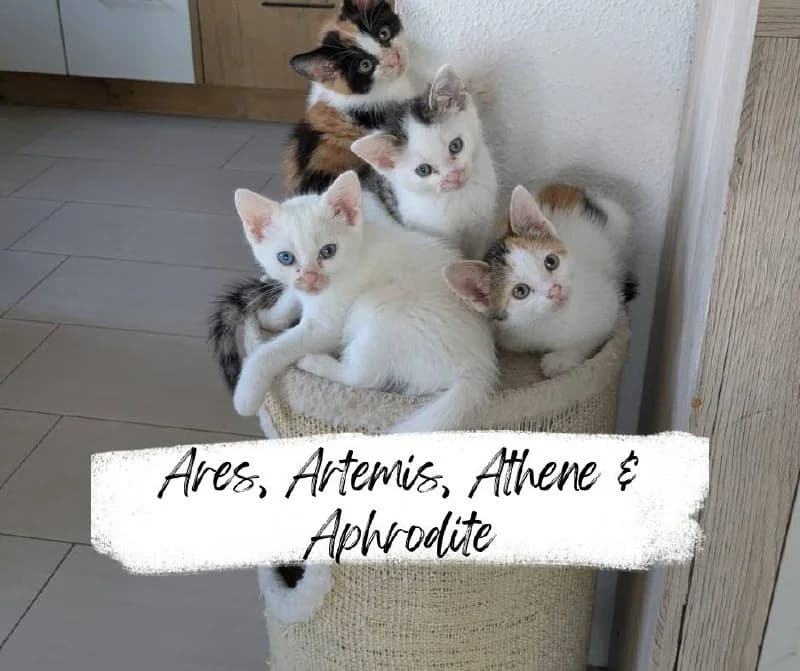 Ares, Artemis, Athene, Aphrodite, blau male puppy Mixed Breed Cat for adoption at Katzenhilfe Ehingen und Umgebung e.V., Ehingen