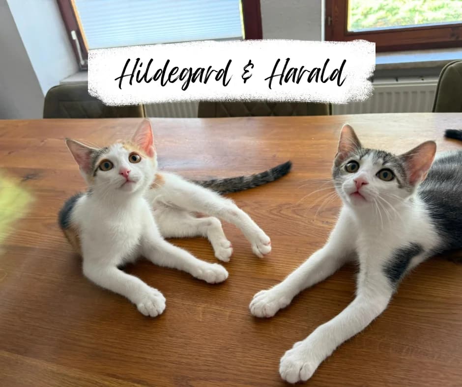Hildegard & Harald, female Mixed Breed Cat for adoption at Katzenhilfe Ehingen und Umgebung e.V., Ehingen